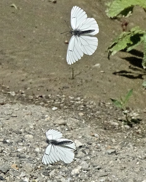 black-veined white